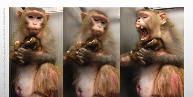 Harvard’s Margaret Livingstone Tears Baby Monkeys Away From Their Mothers