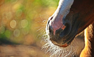 Why Whisker Trimming and Mane Pulling Are Cruel to Horses