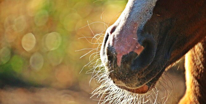 Why Whisker Trimming and Mane Pulling Are Cruel to Horses