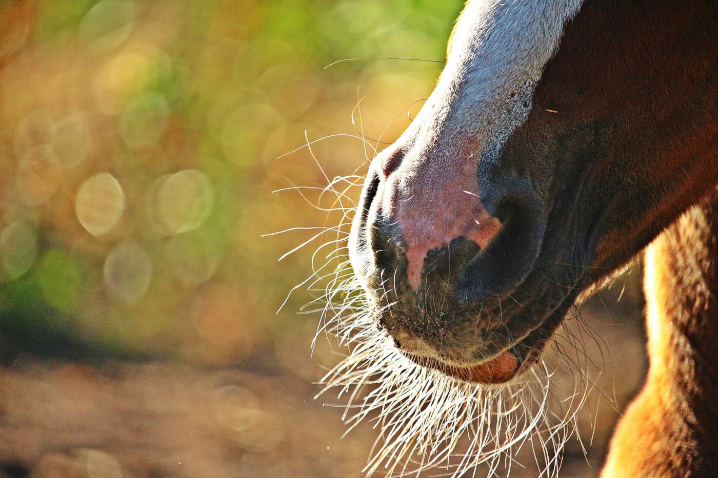 Horse Whiskers Featured Image Why Are Horses' Whiskers Trimmed?