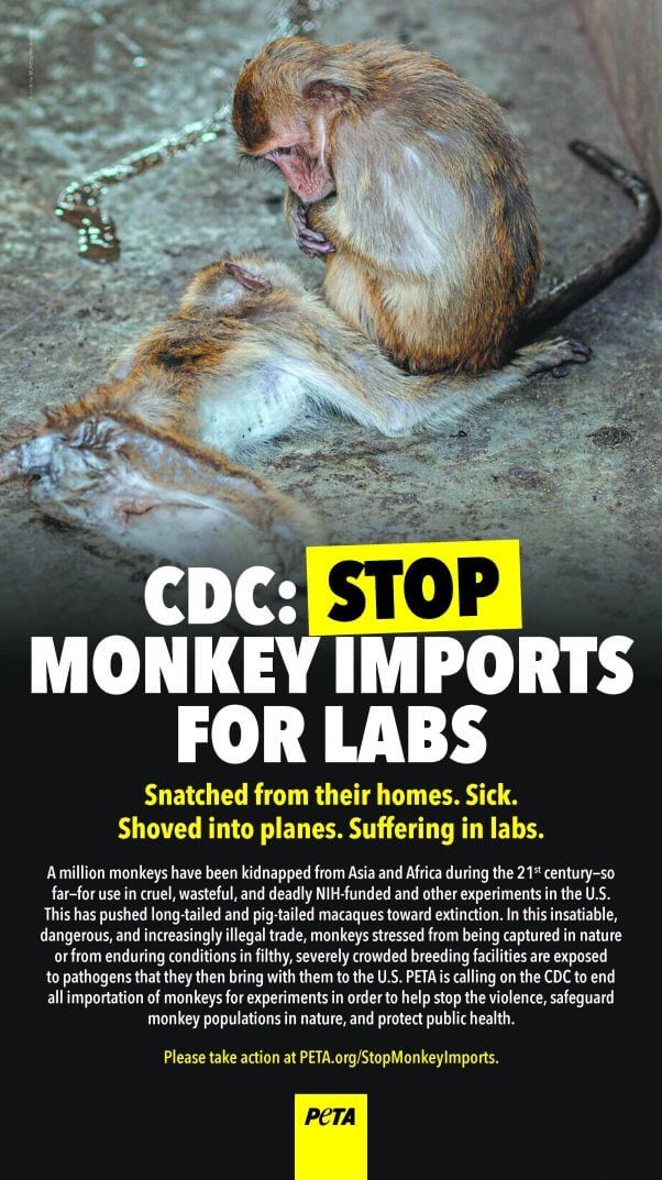 MONKEY IMPORTD AD 11.5X20.5 1 Updates: Campaign to Shut Down the Violent Monkey-Importation Industry