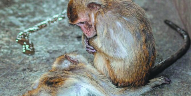 CDC: Stop Monkey Imports For Labs
