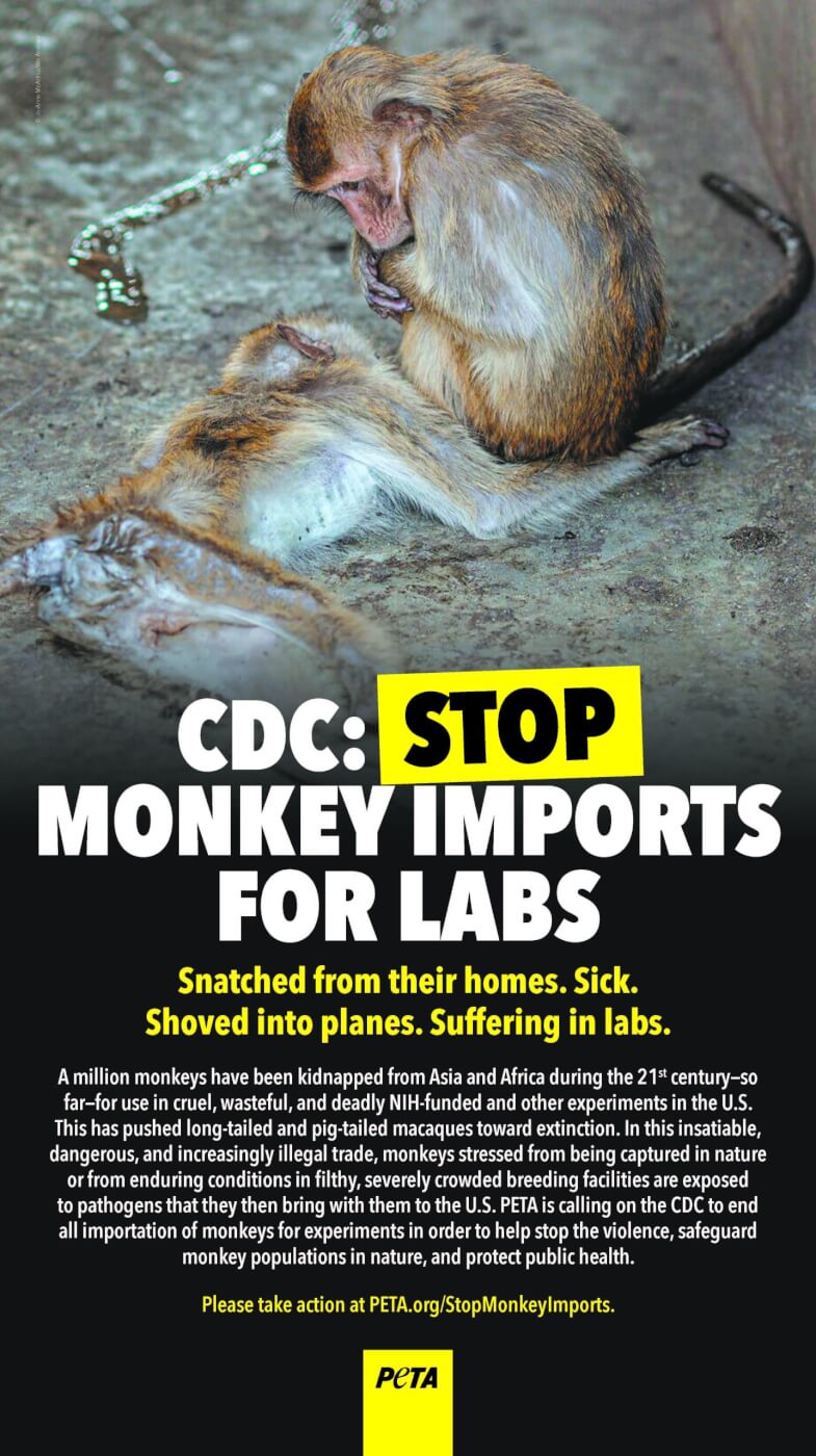 Animal Experimentation | PETA Animal Experimentation | PETA