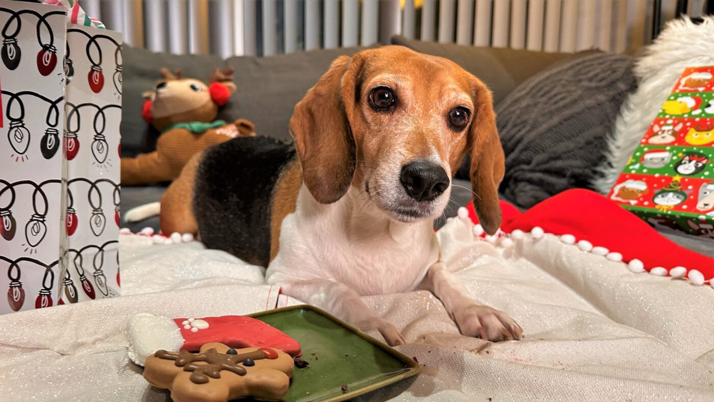 mabel the beagle enjoys christmas treats on a comfy blanket