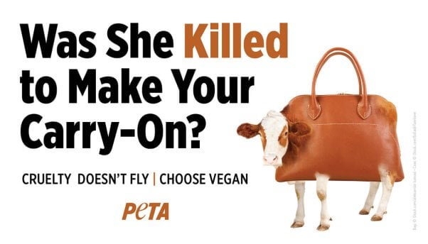 A cow shown as luggage for the cruelty doesn't fly ad.