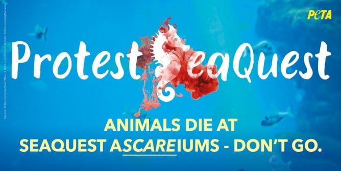 sea horse bleeding in aquarium PETA ad against seaquest