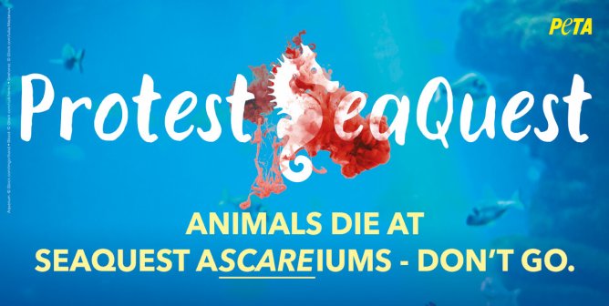 sea horse bleeding in aquarium PETA ad against seaquest