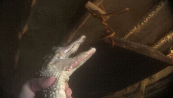Urge Giorgio Armani to Stop Using Alligator Skin