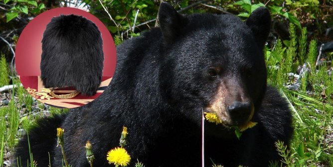 Black bear (right) fuax bearskin cap (left)