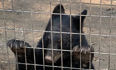Michigan Roadside Zoo Fined Thousands After PETA Alerts USDA