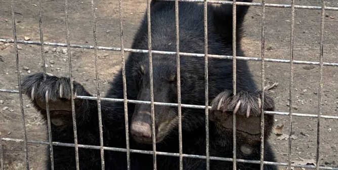 A juvenile bear clinging to the wire fence on their dirt-floored enclosure.