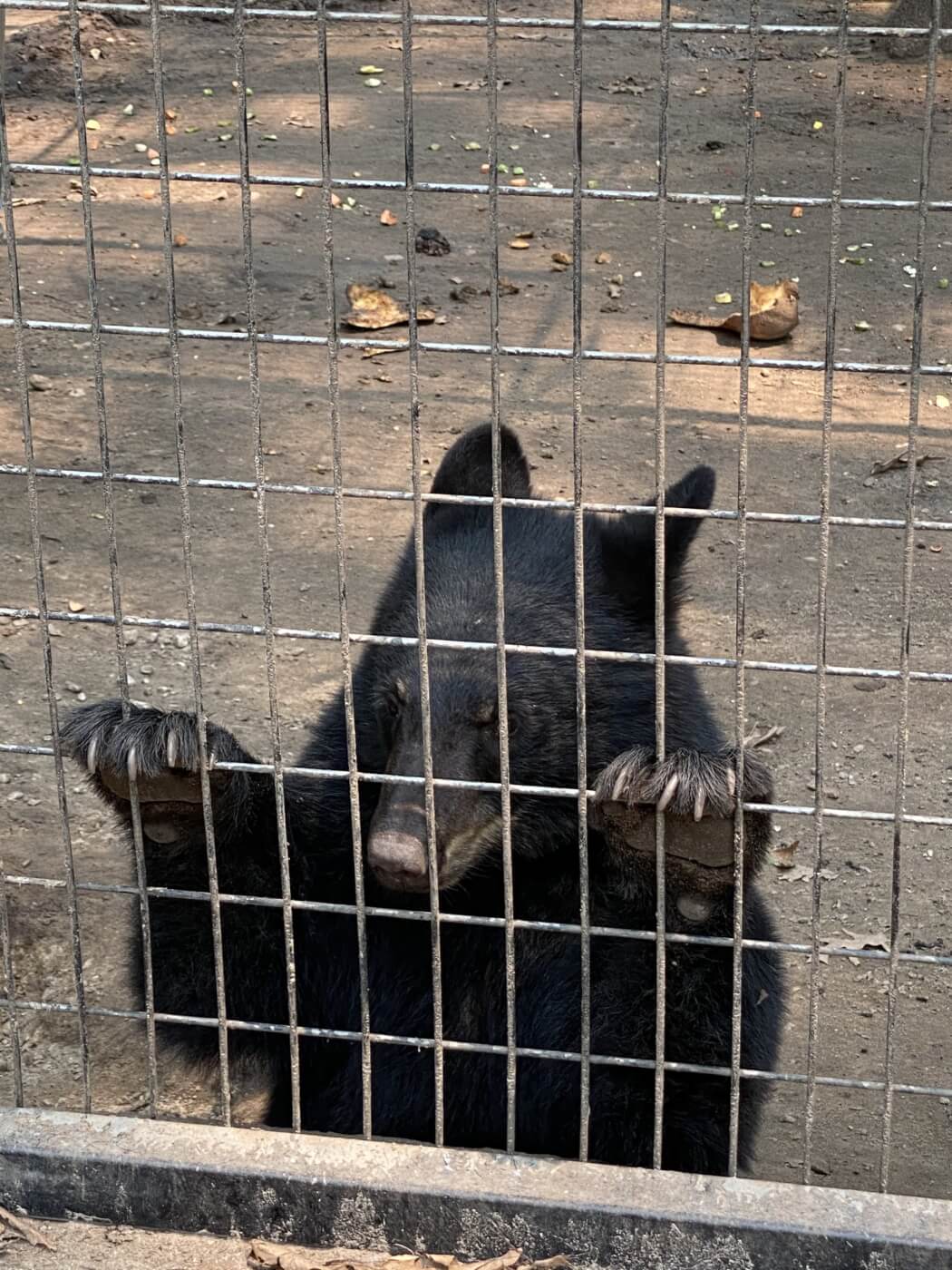 bear juvenile EF9 scaled USDA Fines Indian Creek Zoo for Egregious Care Failures
