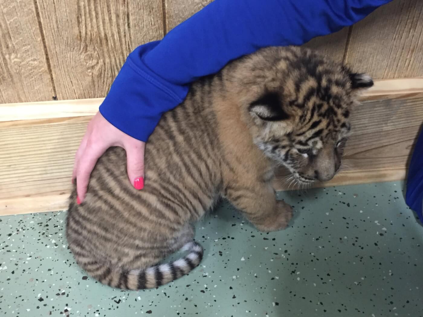 tiger cub petting now illegal after biden signs Big Cat Public Safety Act into law
