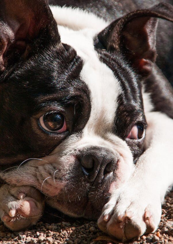 sad boston terrier