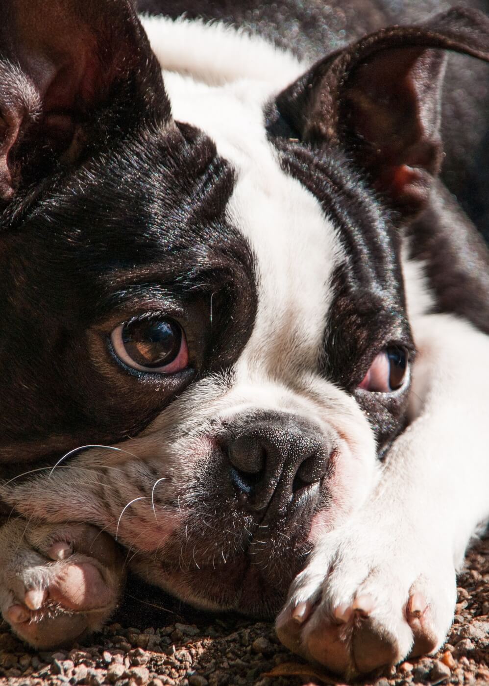 do boston terriers have breathing problems