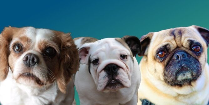 cavalier king charles spaniel, english bulldog, and pug breathing-impaired breeds