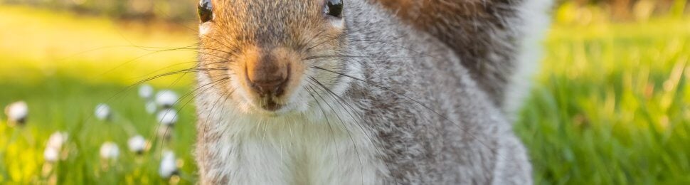 brown gray squirrel in grass