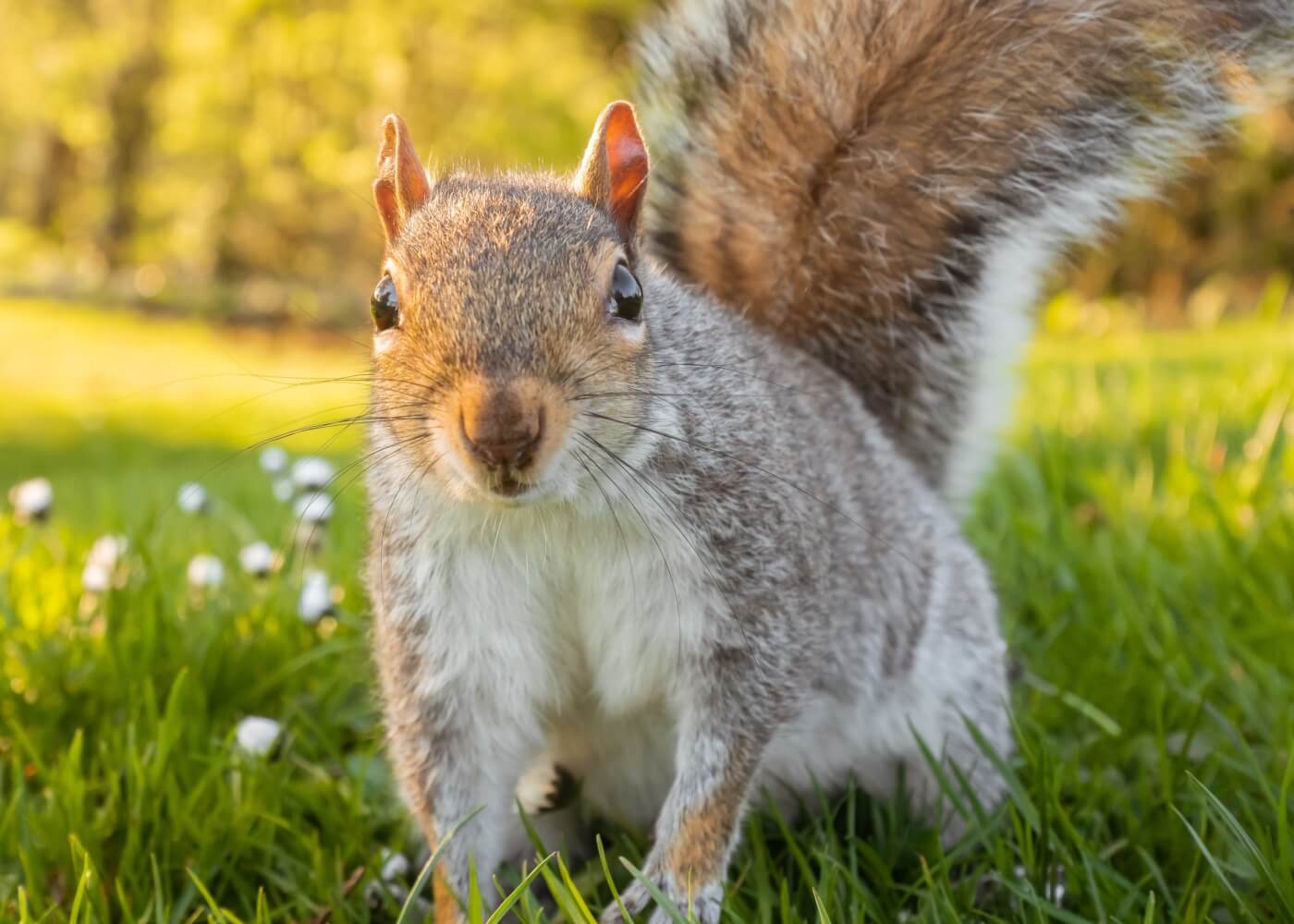 brown gray squirrel in grass