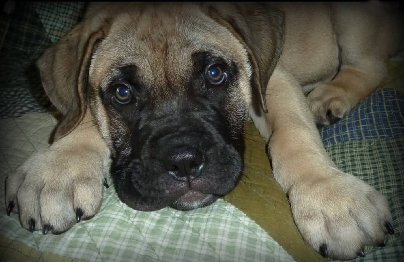bullmastiff puppy