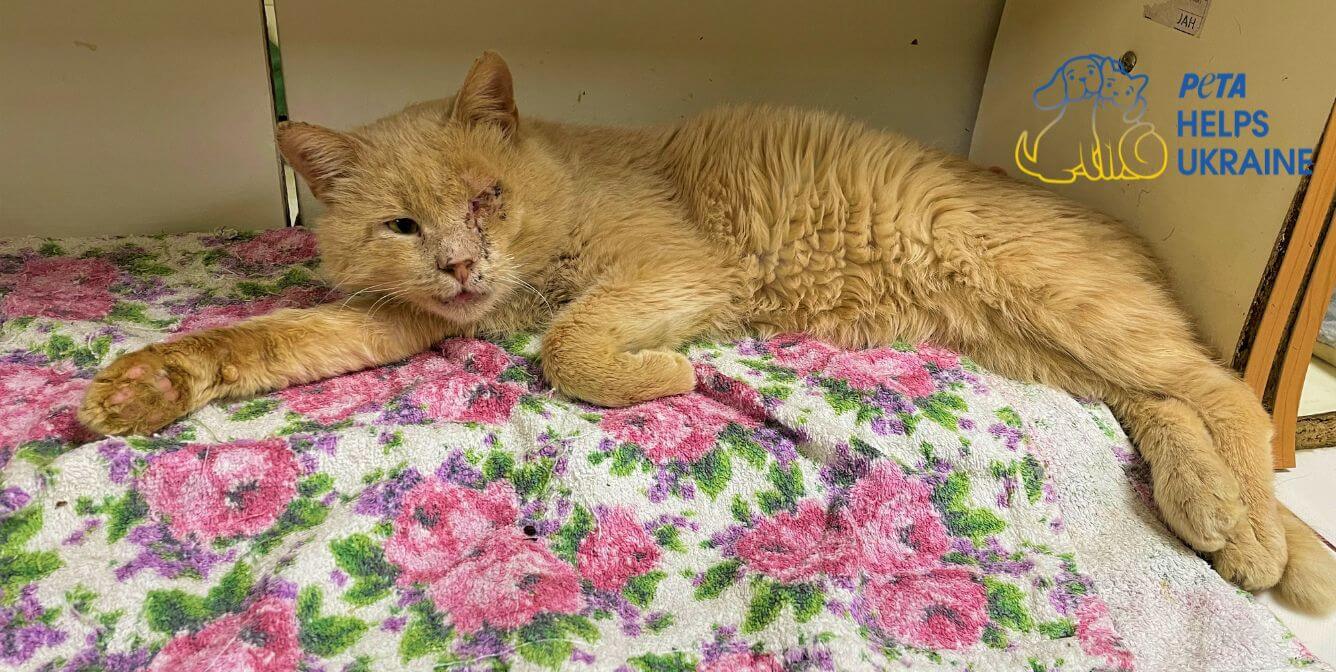 cat with injured eye PETA Helps Ukraine Video: Animal Refugees Treated in New Vet Clinic