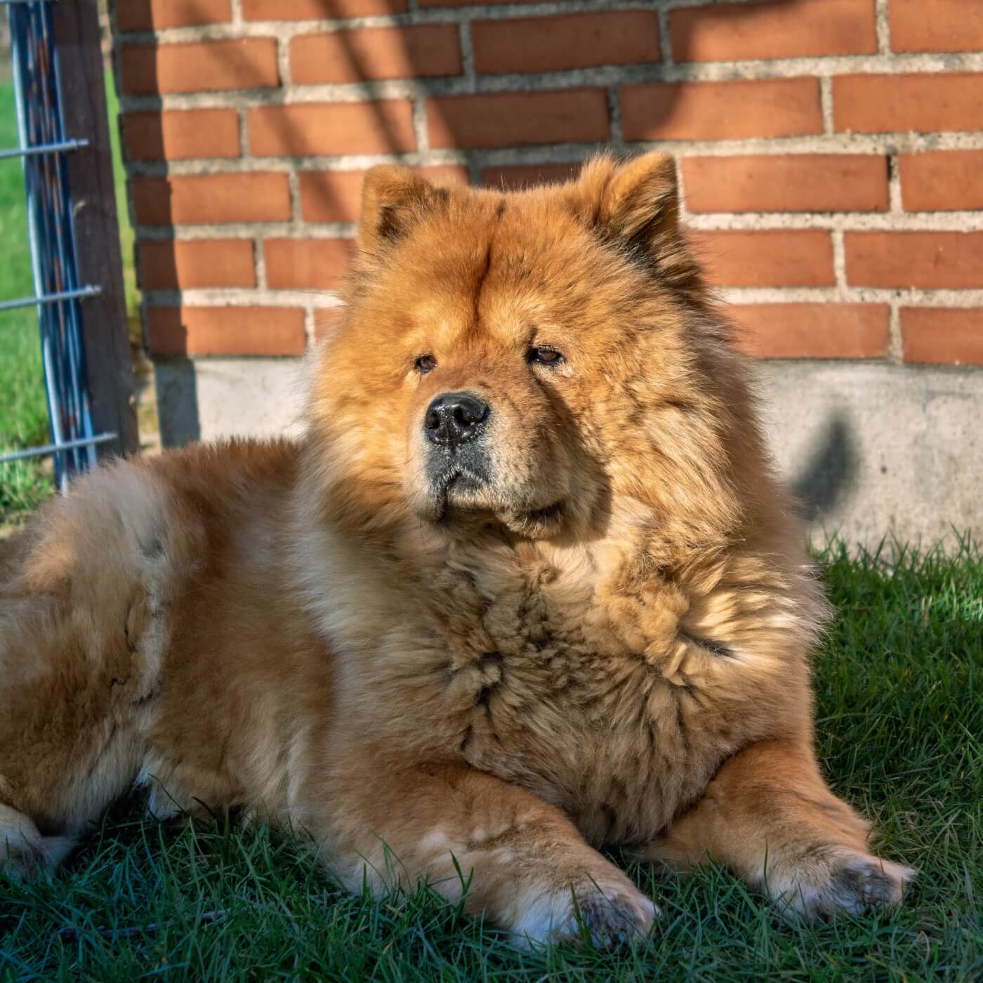 chow chow dog breathing-impaired breed