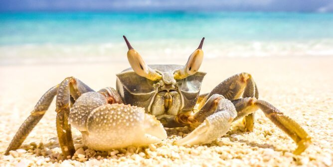 PETA’s Baltimore Ads Speak Out for Crabs and Other Sea Life