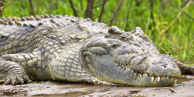 crocodile sitting in the mud