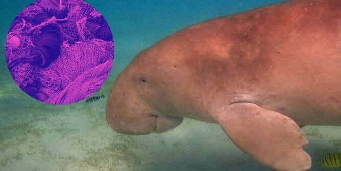 dugongs functionally extinct in China partially due to abandoned fishing equipment called "ghost gear"