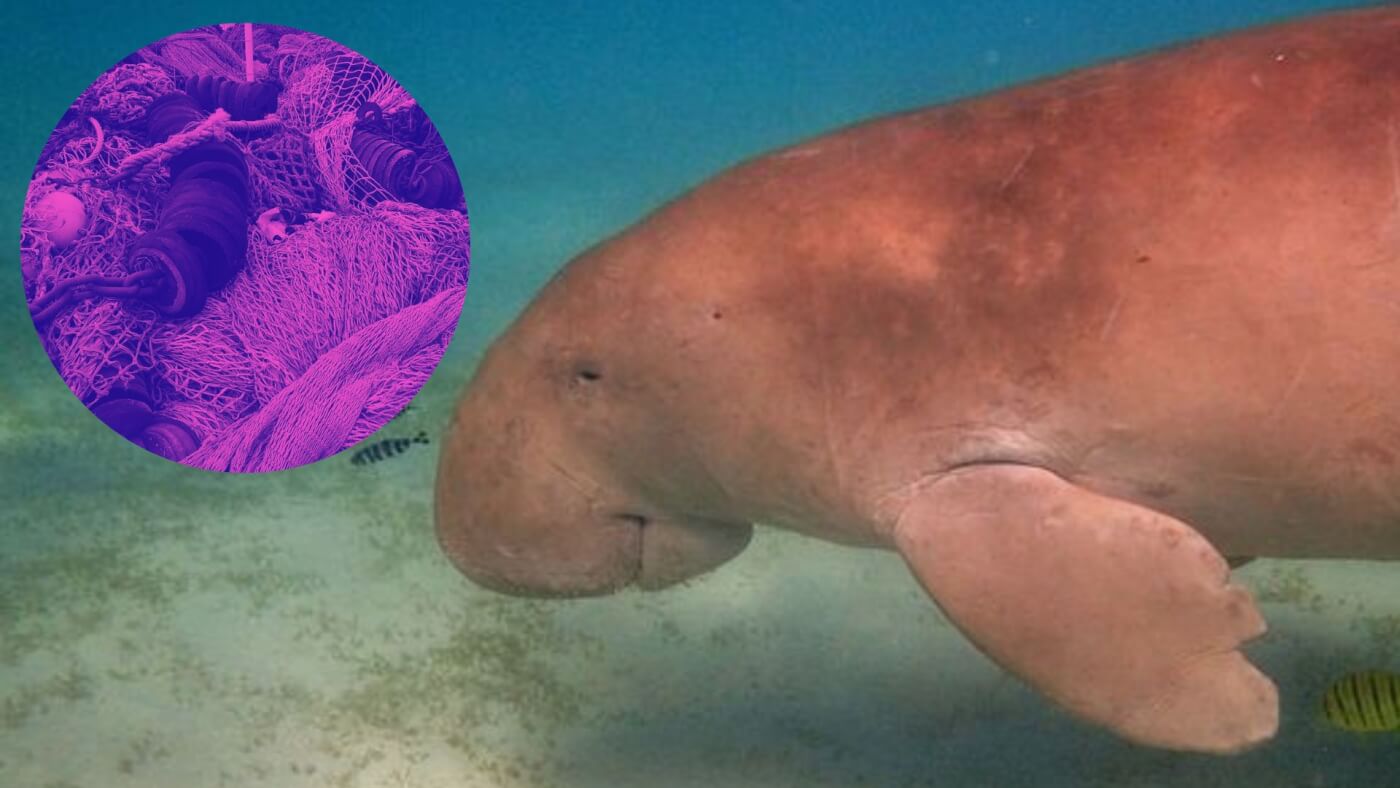 dugongs functionally extinct in China partially due to abandoned fishing equipment called "ghost gear"