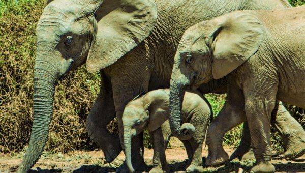 加入你的声音，支持对非洲象的重大保护!gydF4y2Ba