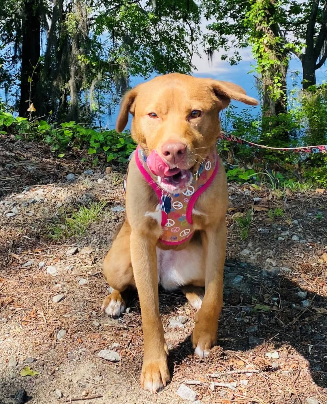 Ginny the dog outside on a walk