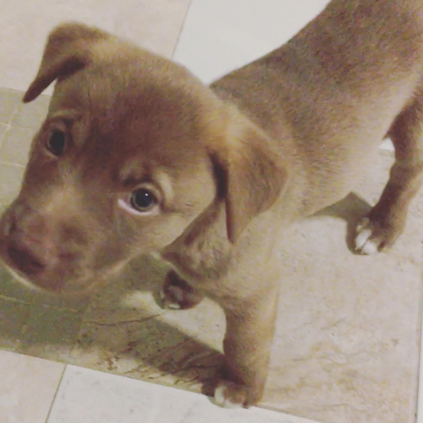 Ginny, a brown dog, as a puppy