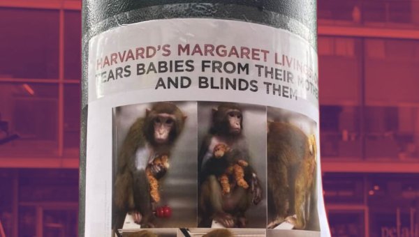 Campaign Updates: Harvard’s Sensory-Deprivation Experiments on Monkeys