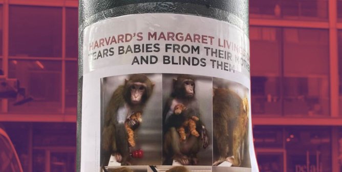 Campaign Updates: Harvard’s Sensory-Deprivation Experiments on Monkeys