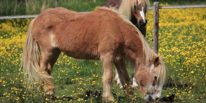 two ponies eating in a field