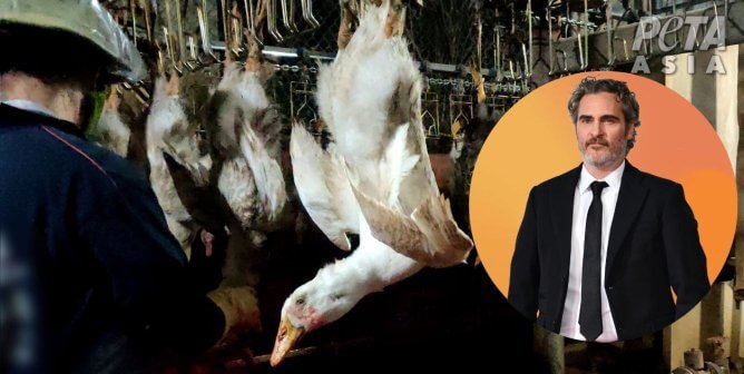 Joaquin Phoenix Voices New PETA Video Exposing ‘Responsible Down’