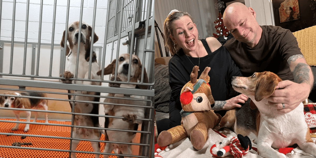 (left) beagles in a metal cage (right) beagle comforted by her family and surrounded by christmas toys