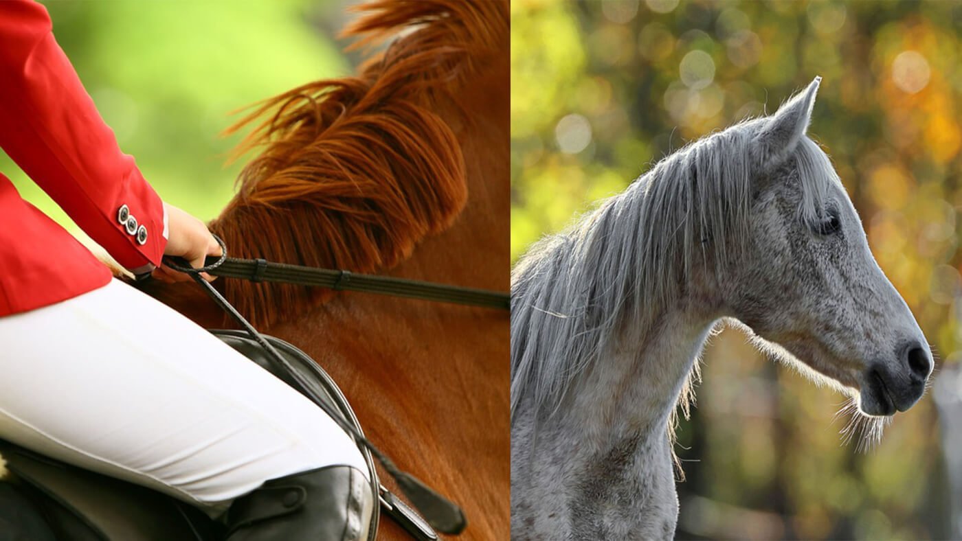 horses manes are pulled (left) instead of growing naturally 