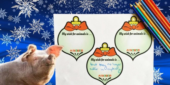 Deck Your Family’s Tree With a Message to Help Animals
