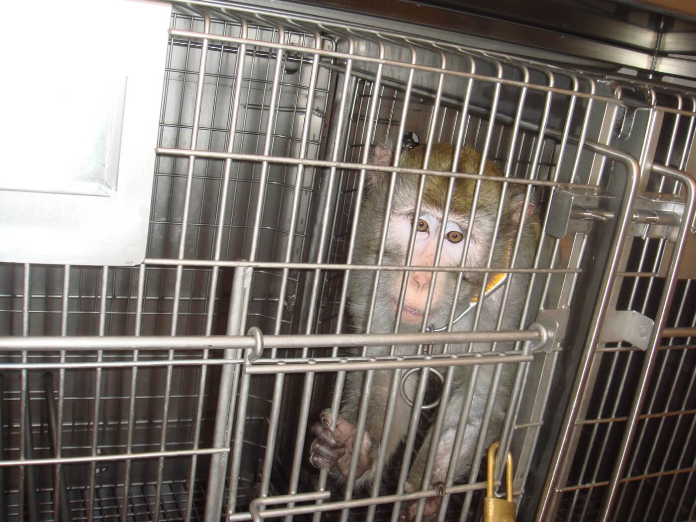 onprc 2008 peta investigation grantlab Violations of the Federal Animal Welfare Act in the Laboratories of Oregon Health & Science University