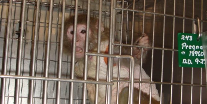 Violations of the Federal Animal Welfare Act in the Laboratories of Oregon Health & Science University