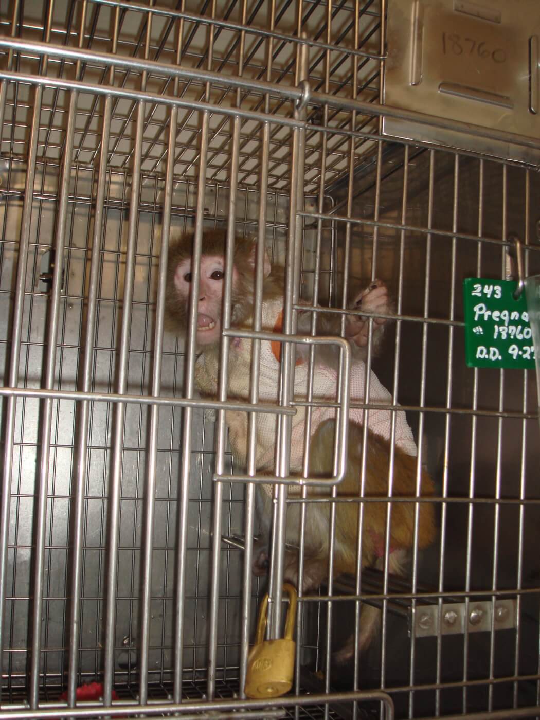 onprc 2008 peta investigation jacket Violations of the Federal Animal Welfare Act in the Laboratories of Oregon Health & Science University