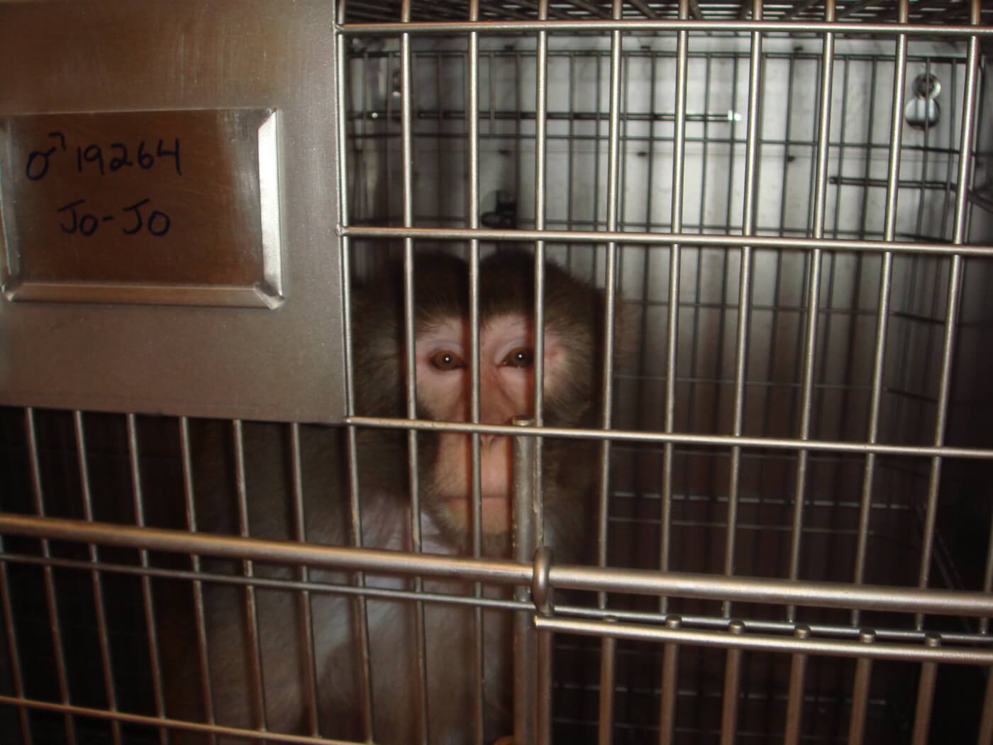 onprc 2008 peta investigation jojo Violations of the Federal Animal Welfare Act in the Laboratories of Oregon Health & Science University