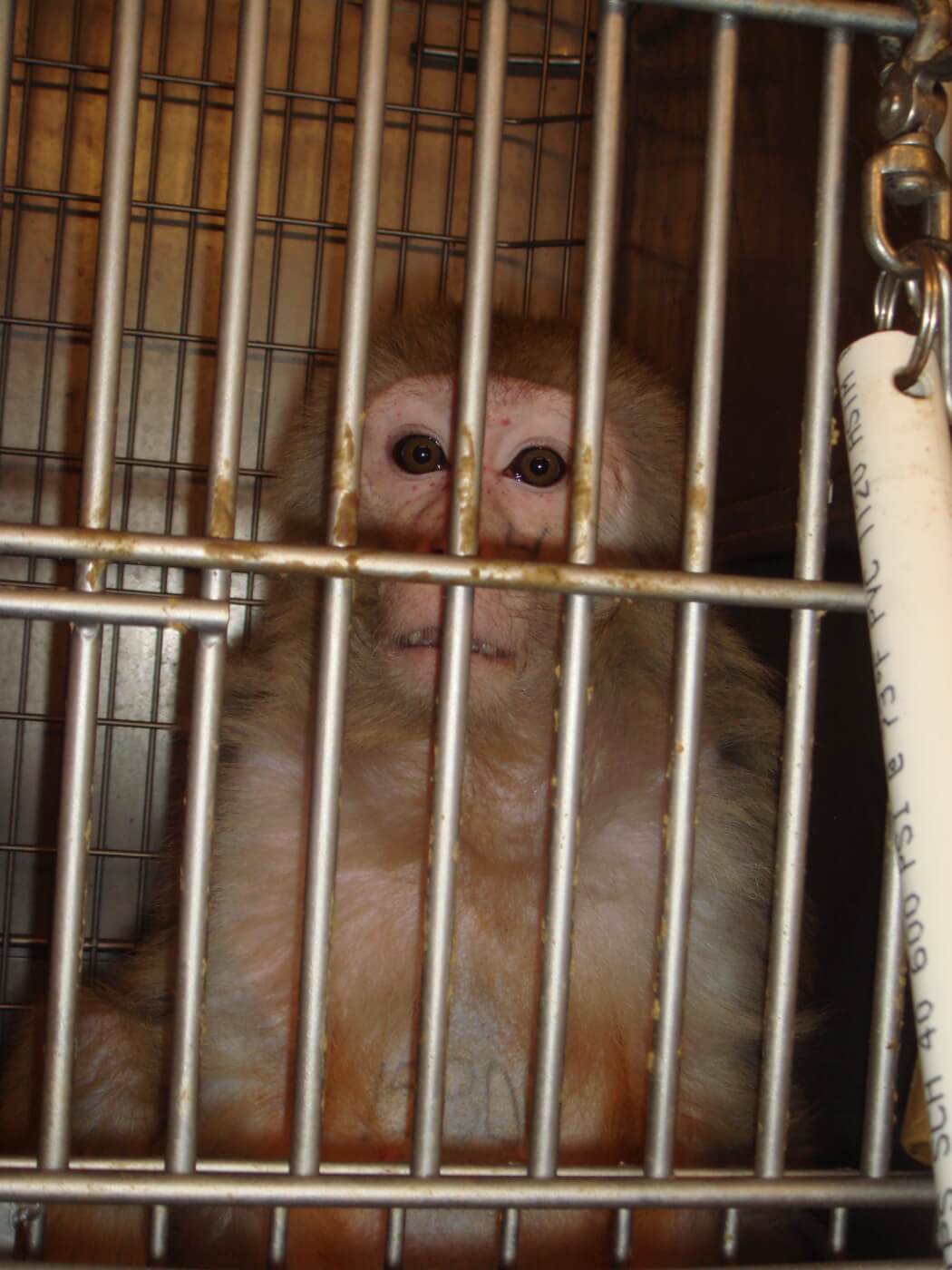 onprc 2008 peta investigation penelope Violations of the Federal Animal Welfare Act in the Laboratories of Oregon Health & Science University