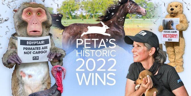 VIDEO: PETA’s 2022 Year in Review Reveals Our Innovation—and Our Success
