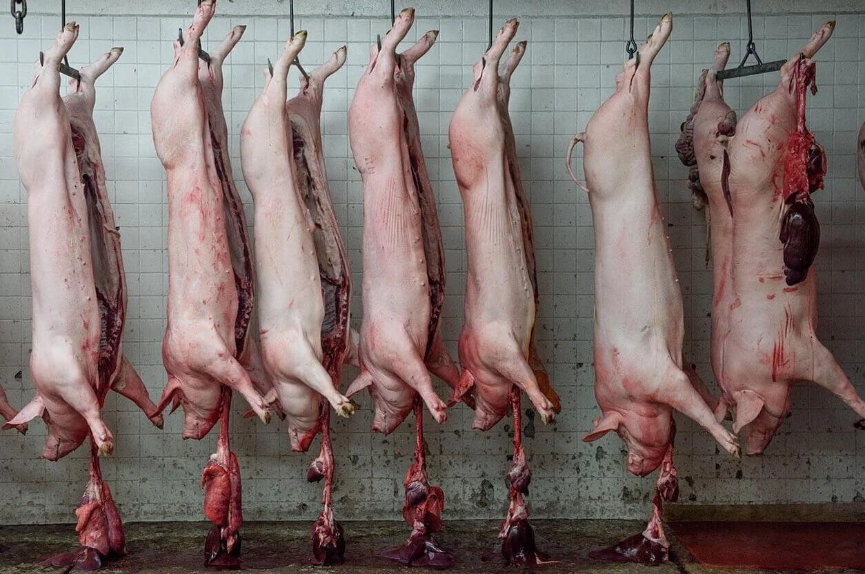 pigs slaughtered for nochebuena 