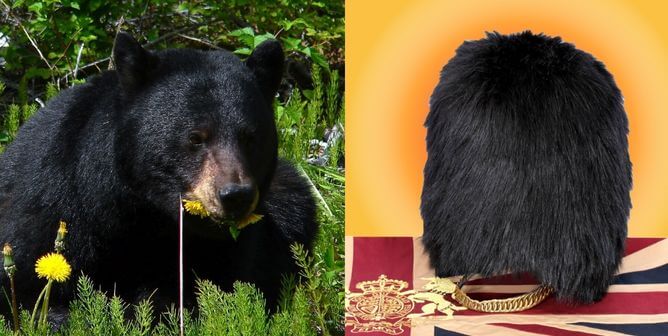 Black bear (left) fuax bearskin cap (right)
