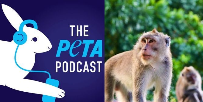 Go Behind the Scenes at PETA With Our New Podcast