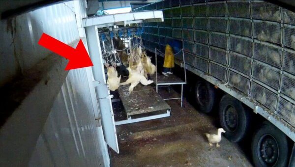 Did These Feathers Fill Your Jackets? PETA Exposes Gruesome Slaughter Connected to Global Down Supplier