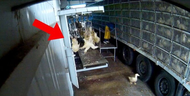 Did These Feathers Fill Your Jackets? PETA Exposes Gruesome Slaughter Connected to Global Down Supplier